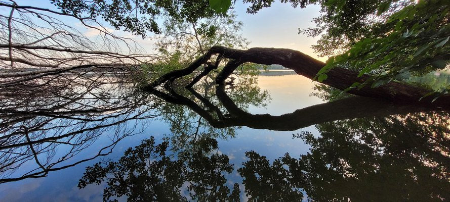 Justina Napiórkowska, A Tree, 2021, Color Photograph-XHG-1214514