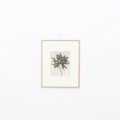 Karl Blossfeldt, 1942, Botanic Photographs, Set of 12-WM-1158460