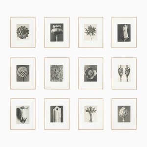 Karl Blossfeldt, 1942, Botanic Photographs, Set of 12-WM-1158460