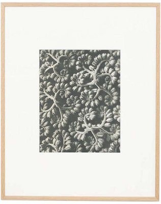 Karl Blossfeldt, Black & White Flower, 1942, Photogravure-WM-1300831