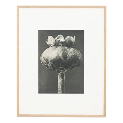 Karl Blossfeldt, Black & White Flower, 1942, Photogravure-WM-1157275