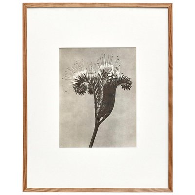 Karl Blossfeldt, Black & White Flower, 1942, Photogravure-WM-1158152