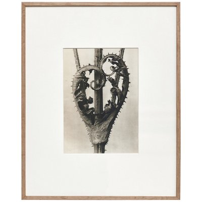 Karl Blossfeldt, Black & White Flower, 1942, Photogravure-WM-1156852