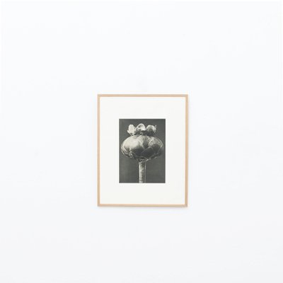 Karl Blossfeldt, Black & White Flower, 1942, Photogravure-WM-1157275