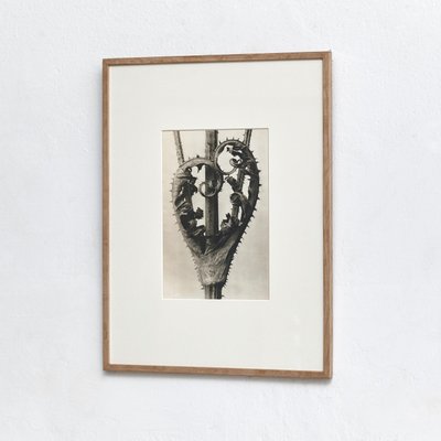 Karl Blossfeldt, Black & White Flower, 1942, Photogravure-WM-1156852