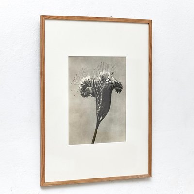 Karl Blossfeldt, Black & White Flower, 1942, Photogravure-WM-1158152