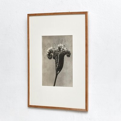 Karl Blossfeldt, Black & White Flower, 1942, Photogravure-WM-1158152