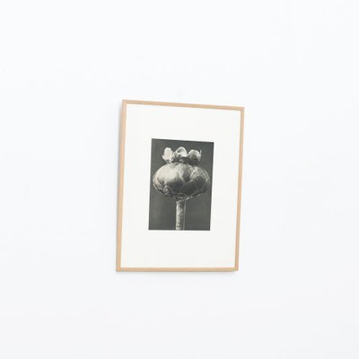 Karl Blossfeldt, Black & White Flower, 1942, Photogravure-WM-1157275