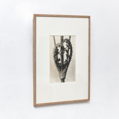 Karl Blossfeldt, Black & White Flower, 1942, Photogravure-WM-1156852