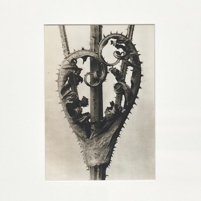 Karl Blossfeldt, Black & White Flower, 1942, Photogravure-WM-1156852