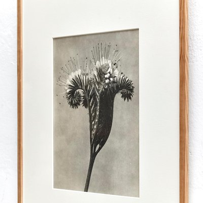 Karl Blossfeldt, Black & White Flower, 1942, Photogravure-WM-1158152