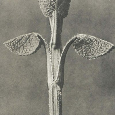 Karl Blossfeldt, Black & White Flower, 1942, Photogravure-WM-1407015