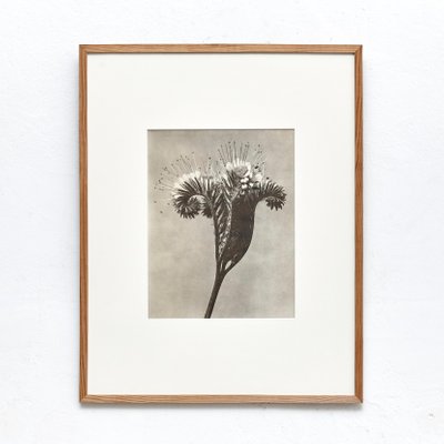 Karl Blossfeldt, Black & White Flower, 1942, Photogravure-WM-1158152