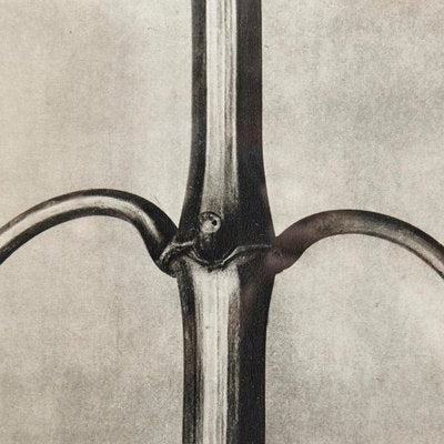 Karl Blossfeldt, Black & White Flower, 1942, Photogravure-WM-1157879