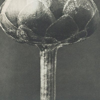 Karl Blossfeldt, Black & White Flower, 1942, Photogravure-WM-1157275