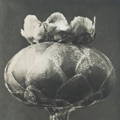 Karl Blossfeldt, Black & White Flower, 1942, Photogravure-WM-1157275