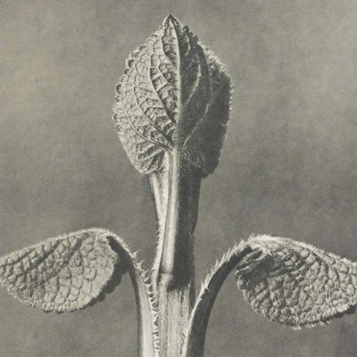 Karl Blossfeldt, Black & White Flower, 1942, Photogravure-WM-1407015