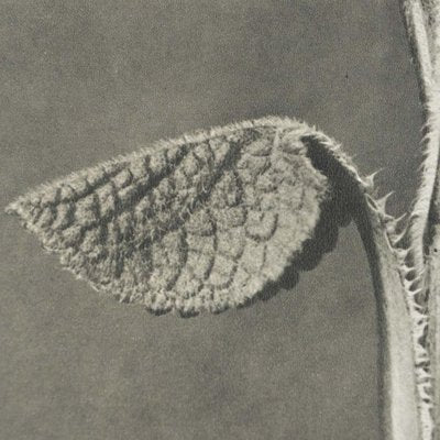 Karl Blossfeldt, Black & White Flower, 1942, Photogravure-WM-1407015