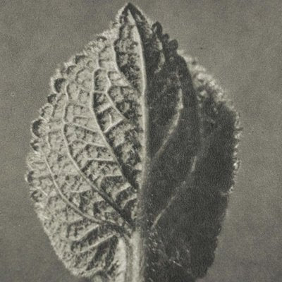 Karl Blossfeldt, Black & White Flower, 1942, Photogravure-WM-1407015