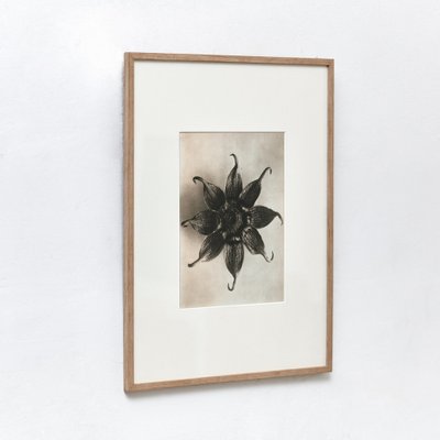 Karl Blossfeldt, Black & White Flower, 1942, Photogravure, Framed-WM-1048416