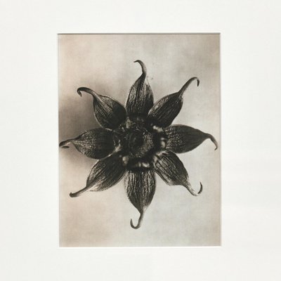 Karl Blossfeldt, Black & White Flower, 1942, Photogravure, Framed-WM-1048416