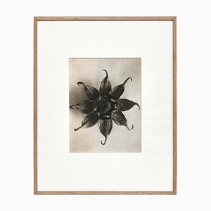 Karl Blossfeldt, Black & White Flower, 1942, Photogravure, Framed-WM-1048416