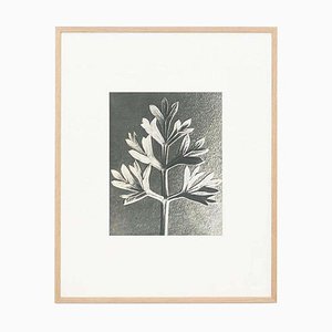 Karl Blossfeldt, Black & White Flower, 1942, Photogravure, Framed-WM-1318359