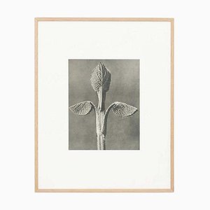 Karl Blossfeldt, Black & White Flower, 1942, Photogravure-WM-1407015