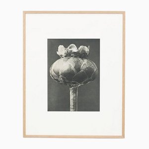 Karl Blossfeldt, Black & White Flower, 1942, Photogravure-WM-1157275