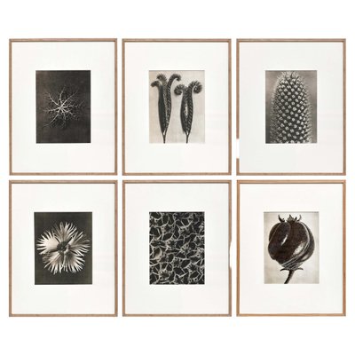 Karl Blossfeldt, Black & White Flowers, Photographs, Set of 6-WM-1190583