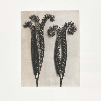 Karl Blossfeldt, Black & White Flowers, Photographs, Set of 6-WM-1190583