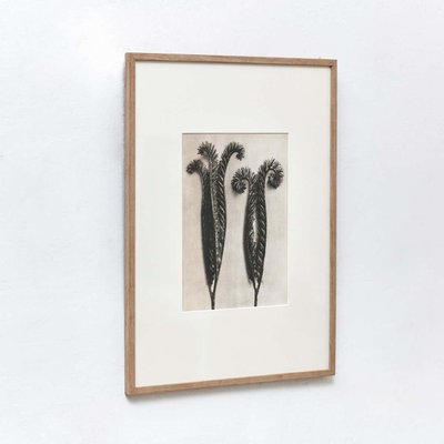 Karl Blossfeldt, Black & White Flowers, Photographs, Set of 6-WM-1190583