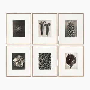 Karl Blossfeldt, Black & White Flowers, Photographs, Set of 6-WM-1190583