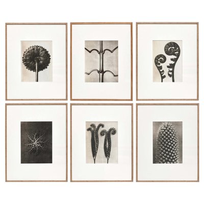 Karl Blossfeldt, Black & White Flowers, Photogravure, Set of 6-WM-1169007