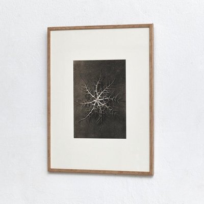 Karl Blossfeldt, Black & White Flowers, Photogravure, Set of 6-WM-1169007