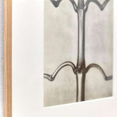 Karl Blossfeldt, Black & White Flowers, Photogravure, Set of 6-WM-1169007