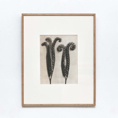 Karl Blossfeldt, Black & White Flowers, Photogravure, Set of 6-WM-1169007