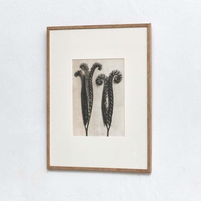 Karl Blossfeldt, Black & White Flowers, Photogravure, Set of 6-WM-1169007