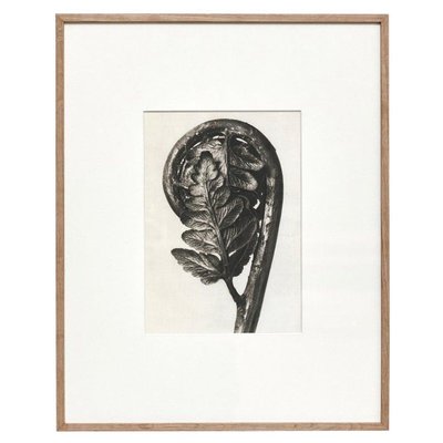 Karl Blossfeldt, Flower, 1942, Black & White Photogravure-WM-1287955