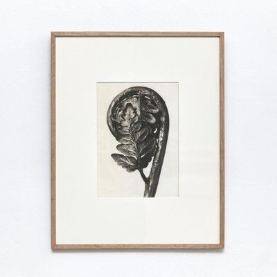 Karl Blossfeldt, Flower, 1942, Black & White Photogravure-WM-1287955