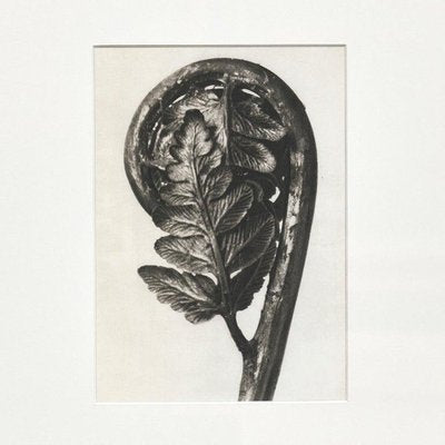 Karl Blossfeldt, Flower, 1942, Black & White Photogravure-WM-1287955