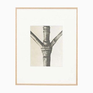 Karl Blossfeldt, Flower, 1942, Photogravure, Framed-WM-1428314