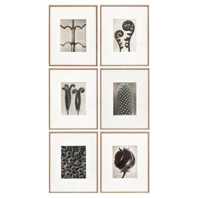 Karl Blossfeldt, Flower Image, 1942, Black & White Photogravures, Set of 6-WM-1177905