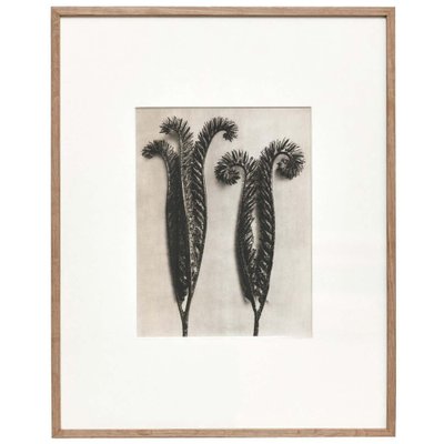 Karl Blossfeldt, Flower Image, 1942, Black & White Photogravures, Set of 6-WM-1177905