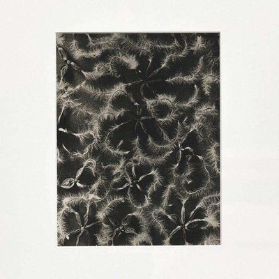 Karl Blossfeldt, Flower Image, 1942, Black & White Photogravures, Set of 6-WM-1177905