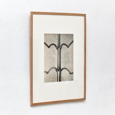 Karl Blossfeldt, Flower Image, 1942, Black & White Photogravures, Set of 6-WM-1177905