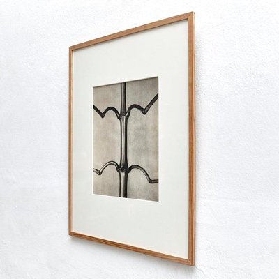 Karl Blossfeldt, Flower Image, 1942, Black & White Photogravures, Set of 6-WM-1177905