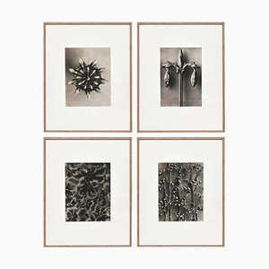 Karl Blossfeldt, Flowers, Photogravures, 1942, Framed, Set of 4-WM-1395382