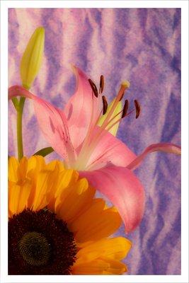 Kind of Cyan, Sunflower Lily, 2021, Giclée Print on Photographic Paper-RWC-1064169