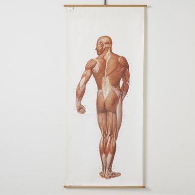 Large Anatomical Wall Chart from Deutsche Hygiene Museum, Dresden, 1992-NDL-1450856